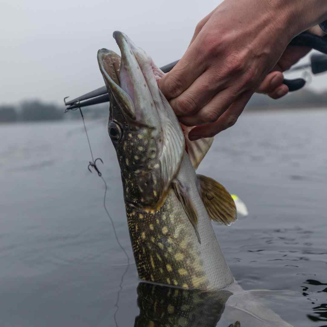 Fish Care for Pike