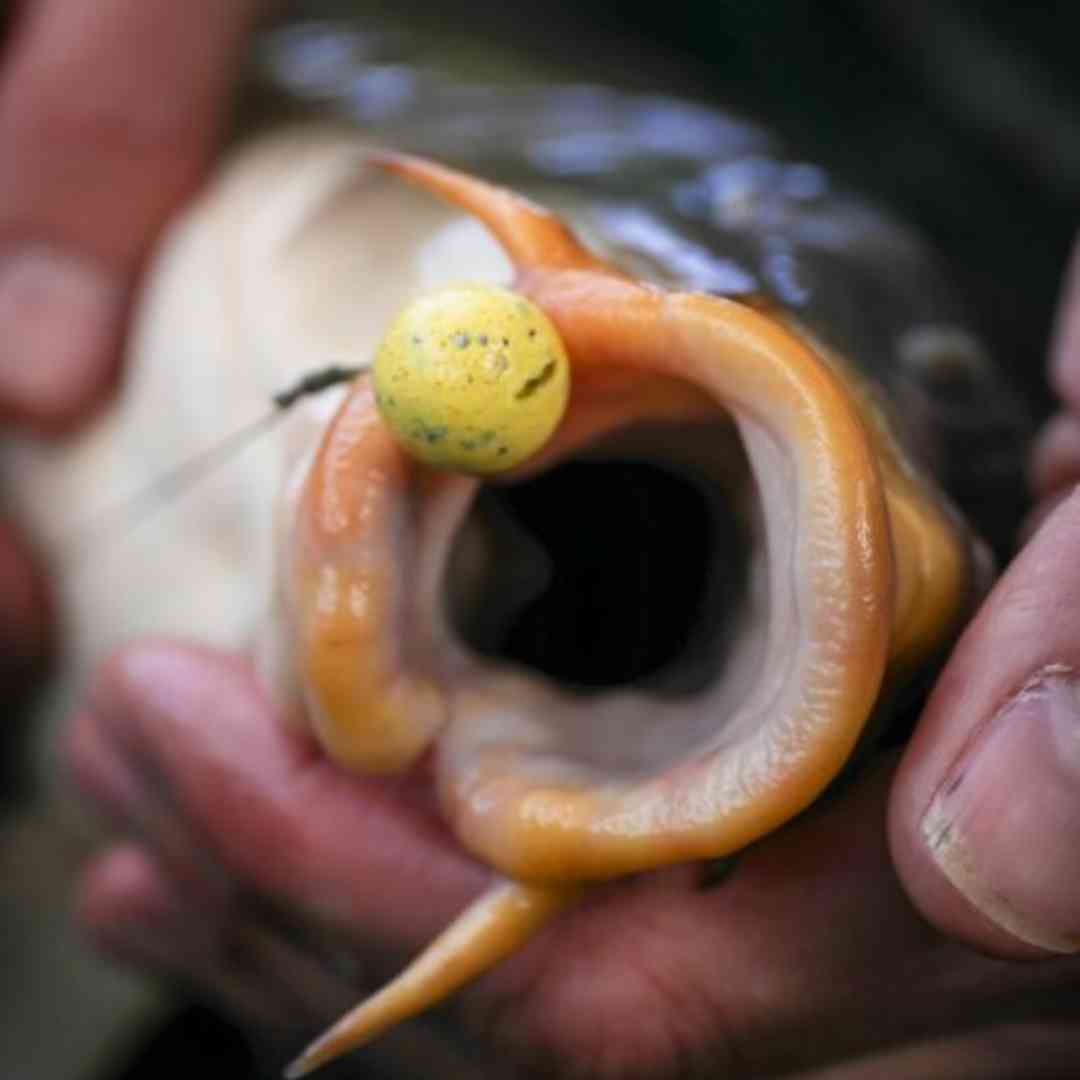 carp mouth with wafter rig