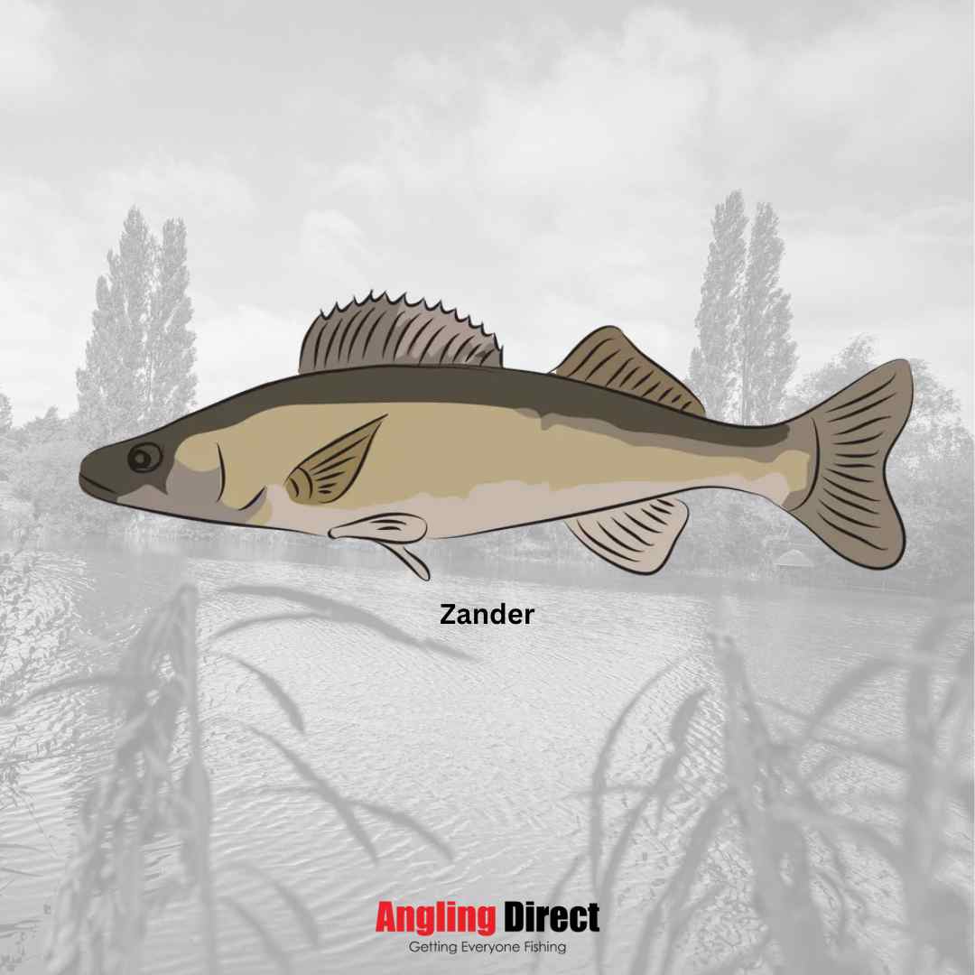 Zander Fish Species