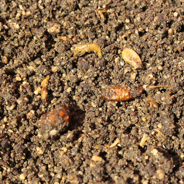 Grubby Insect Dynamite Grubby Insect Groundbait 2kg