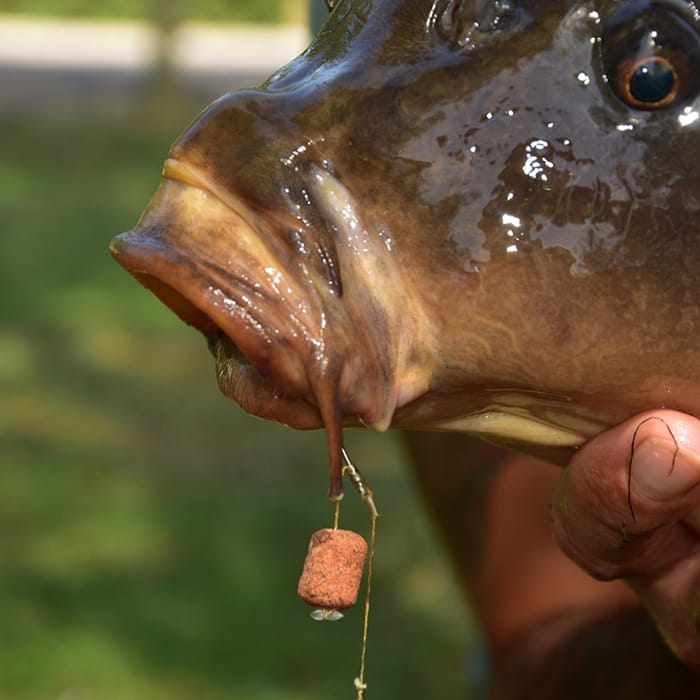 Dynamite Baits The Source Wafters In Use