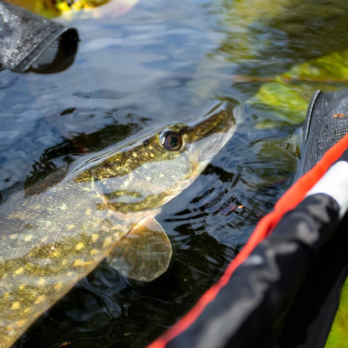 Korum Snapper Floating Bank & Boat Sling In Use 5