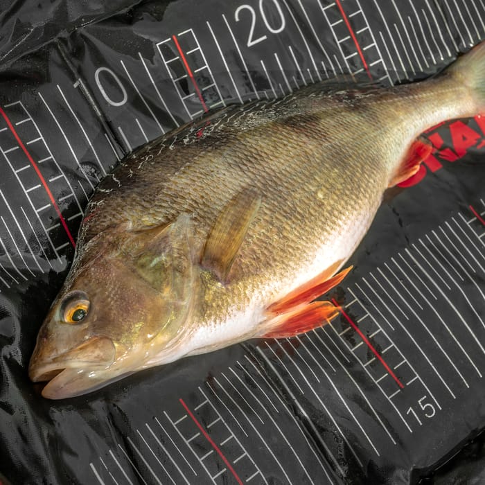 Korum Snapper Perch Weighing Mat In Use