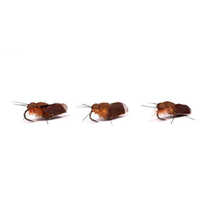 Nash Brown Sedge Bugs 1