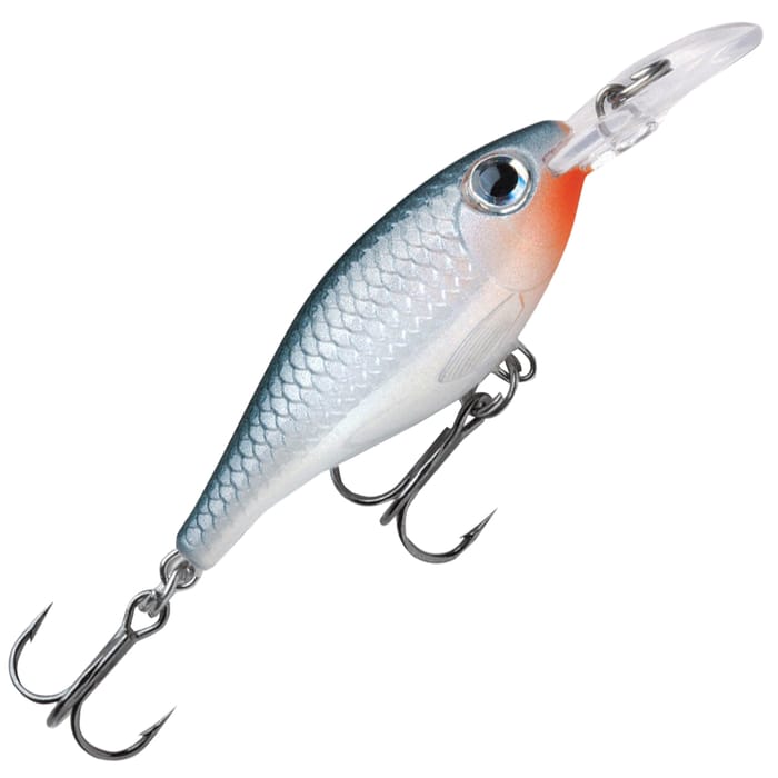 Shad