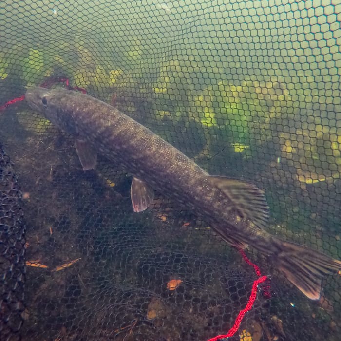 Advanta PS Folding Rubber Net In Water