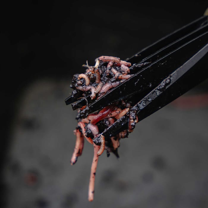 Avid Carp Worm Choppers In Use 2