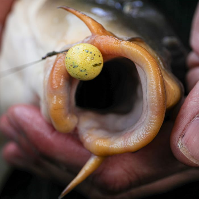 Mainline Balanced Wafters Cell