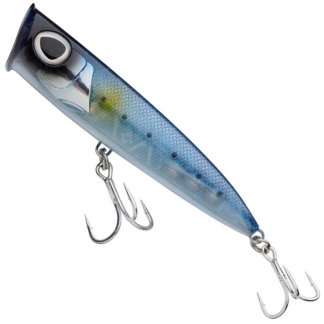 Sardine