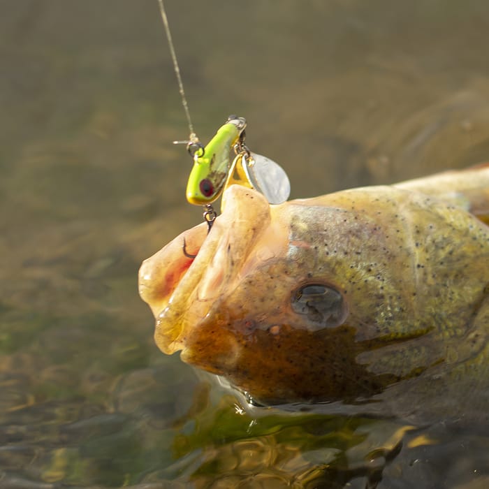 Berkley Pulse Spintail Lure 21g In Use 1