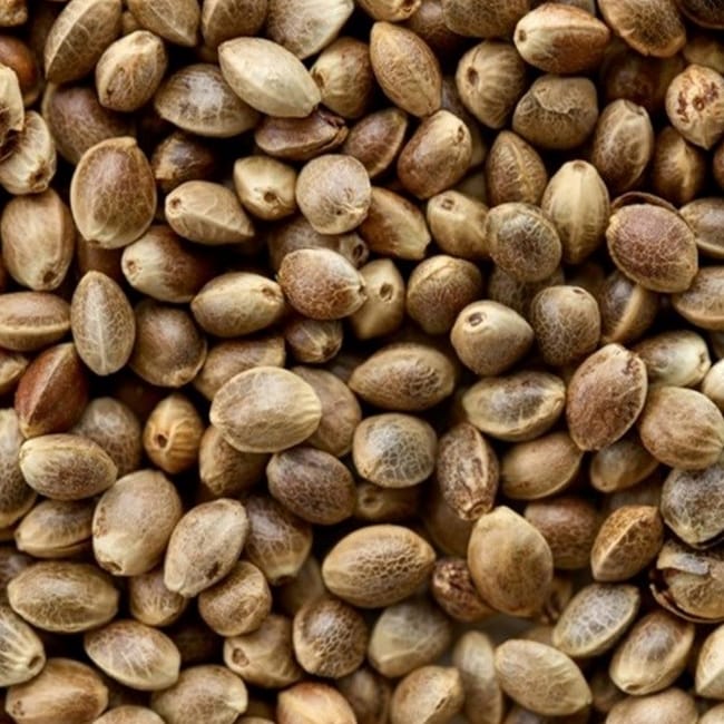 Copdock Angling Huge Hempseed 700g