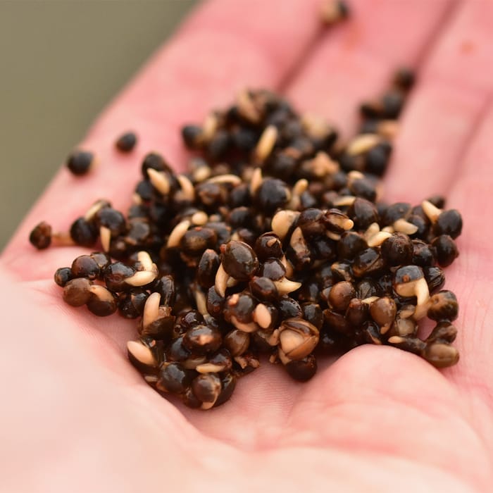 Dynamite Baits The Source Frenzied Hempseed 700g Close Up 2