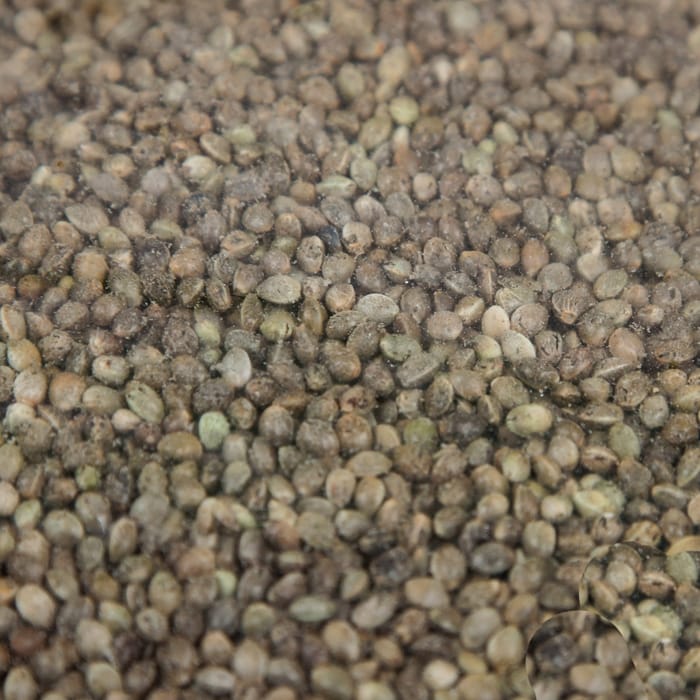 Hinders Chinese Hemp 5kg 2