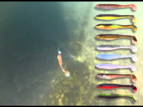 Bony Shad