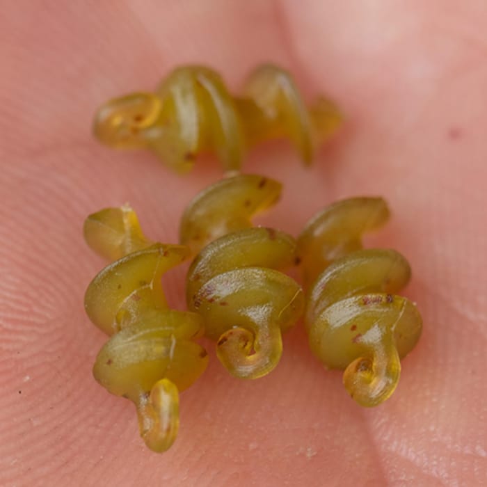 Korum Smokescreen Meat Screws