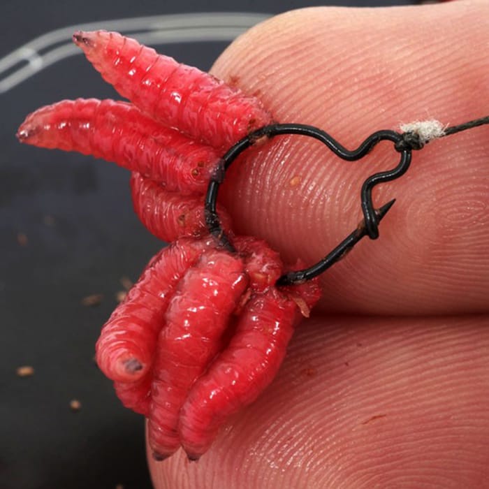 Korda Maggot Fishing Klip In Use 2