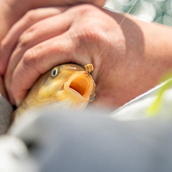 Matrix Super Soft Fishing Bait Bands In Use 2
