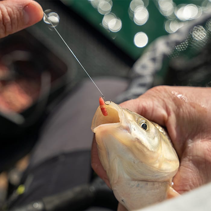 Matrix Super Soft Fishing Bait Bands In Use 3
