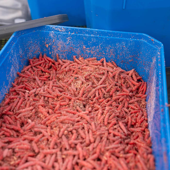 Preston 6 Pint Bait Tub In Use 4