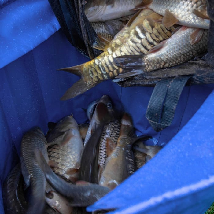 Preston Heavy Duty Fishing Weigh Bag In Use 3
