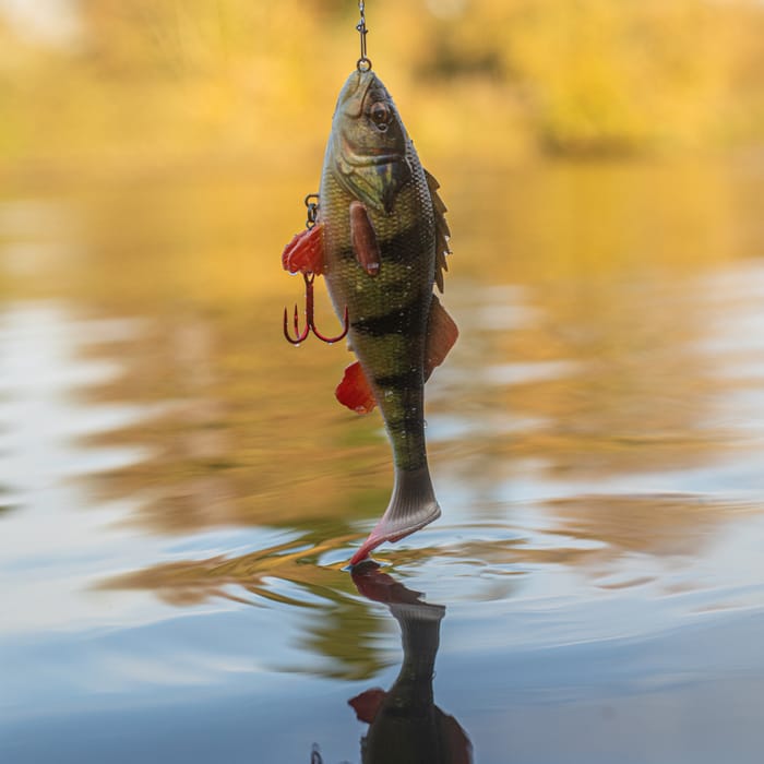 Savage gear 4D perch shad 17.5cm 75g SS In Use 5