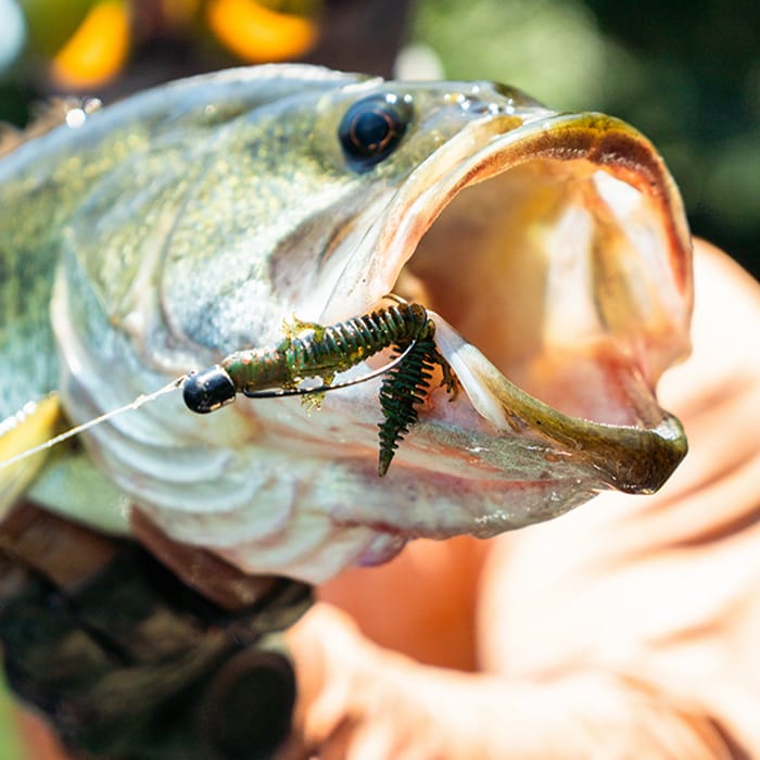 Savage Gear Ned Salamander Floating Fishing Lure 7.5cm 3g In Use