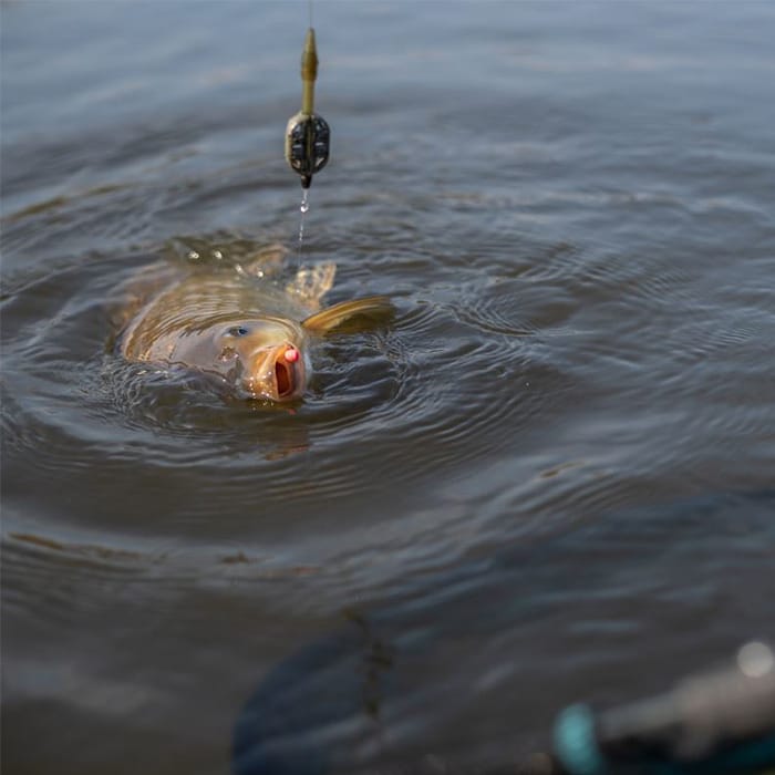 Sonubaits Micro Band'Um Fishing Wafters In Use 2