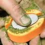 Guru X-Safe Method Fishing Feeder In Use 3