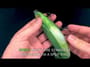 Prorex Screw-In System
