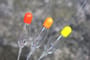 Drennan Crystal Dibber Pole Rig 11