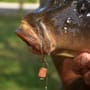 Dynamite Baits The Source Wafters In Use