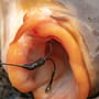 Fox Edges Flippas Tungsten In Use