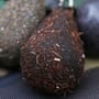 Gardner Pear Bomb Leads Chod 1