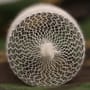 Gardner Wide Micro-Mesh PVA System 35mm 2