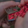 Guru Multi Maggot Feeder In Use 2