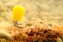 Korda Pop-Up Maize 4
