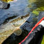 Korum Snapper Floating Bank & Boat Sling In Use 5