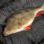 Korum Snapper Perch Weighing Mat In Use