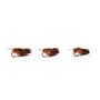 Nash Brown Sedge Bugs 1