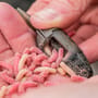 Preston ICS In-Line Maggot Feeder In Use 2
