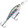 Rainbow Trout