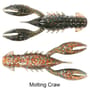 Molting Craw