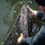 Advanta 42 Inch Landing Net & 6ft 2 Piece Handle With Net Floats In Use 11