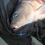 Advanta 42 Inch Landing Net & 6ft 2 Piece Handle With Net Floats In Use 12