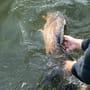 Advanta 42 Inch Landing Net & 6ft 2 Piece Handle With Net Floats In Use 13