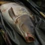 Advanta Camo Mesh Weigh Sling In Use 3