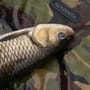 Advanta Specimen Twin Tip Rod In Use 11