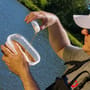 Daiwa Advantage Baits Natural Scopex Method