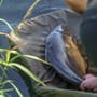 Avid Carp Revolve Folding Flat Mat 4