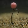 Avid Carp Ronnie Sleeves 6